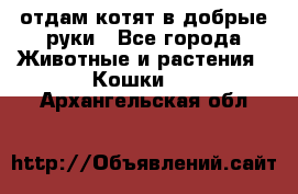 отдам котят в добрые руки - Все города Животные и растения » Кошки   . Архангельская обл.